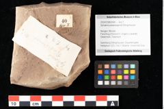 Foto (Objekt + Etikett) von Sphaeria palaeosapindi Ettingshausen (NHMW-GEO-2024-0188-0040)